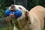 Free Dog Toys sound effects download