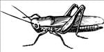Free Crickets sound effects download