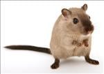 Free Rat sound effects download
