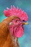 Free Rooster / Chicken sound effects download