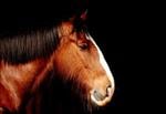 Free Horse sound effects download