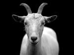 Free Goat sound effects download