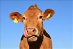 Free Cow sound effects download