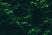 Free Foliage sound effects download