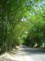 सरल, सकारात्मक, उत्साहित रेगे