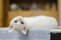 ทำนองตลกที่ทำให้ฟังดูเหมือนมีคนแอบชอบหาเรื่อง